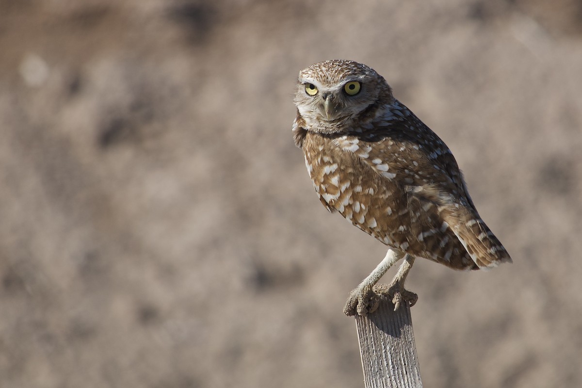Burrowing Owl - ML619683228