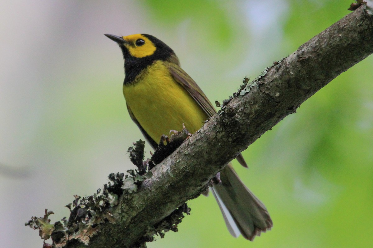 Hooded Warbler - ML619683235