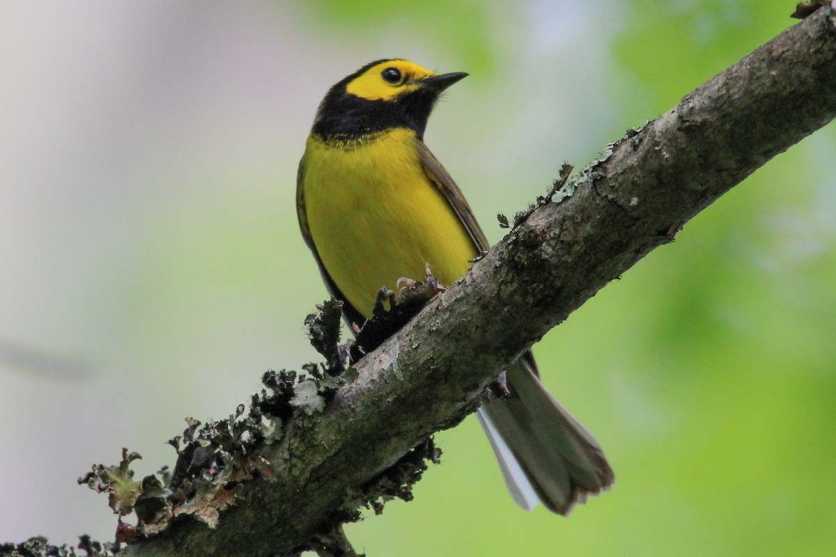 Hooded Warbler - ML619683236