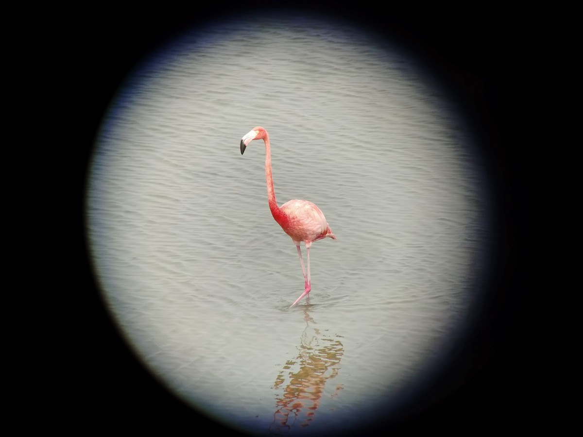 American Flamingo - ML619683251