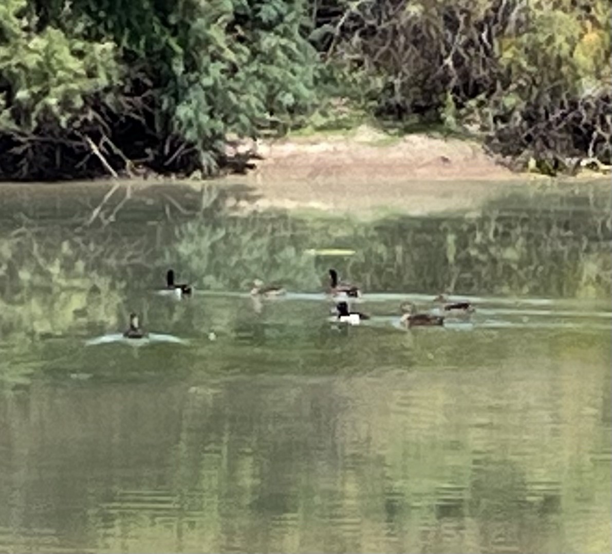 Ring-necked Duck - ML619683253