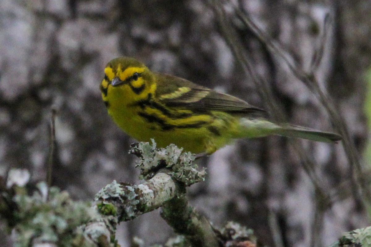 Prairie Warbler - ML619683259