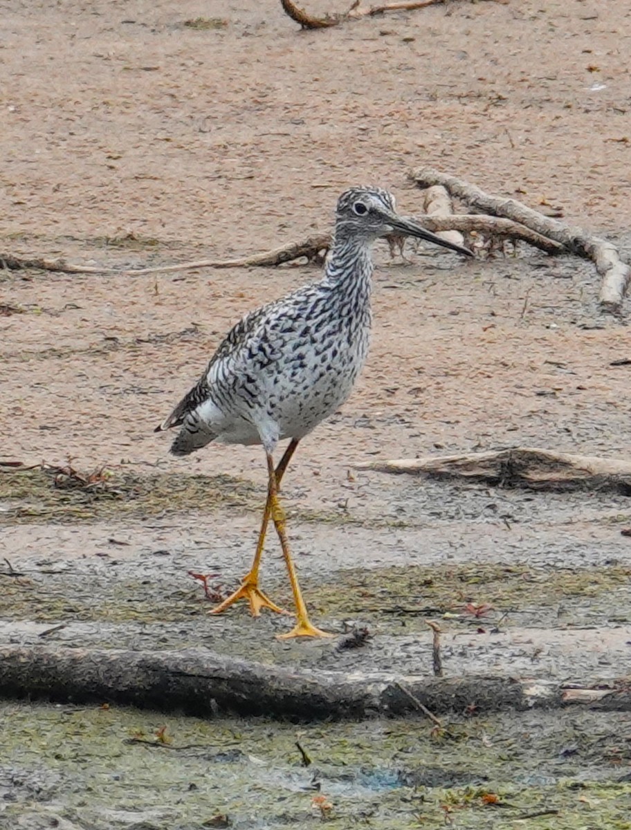 Greater Yellowlegs - ML619683268