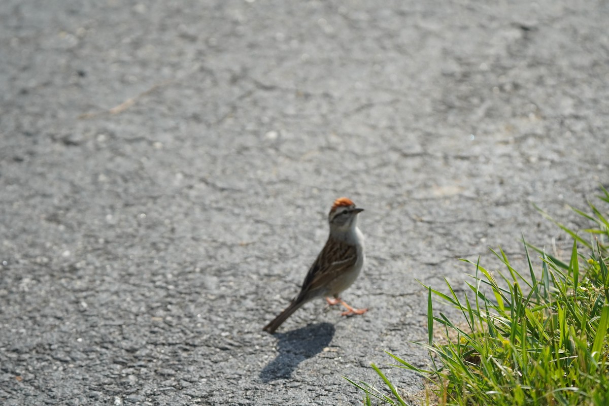 Chipping Sparrow - ML619683275
