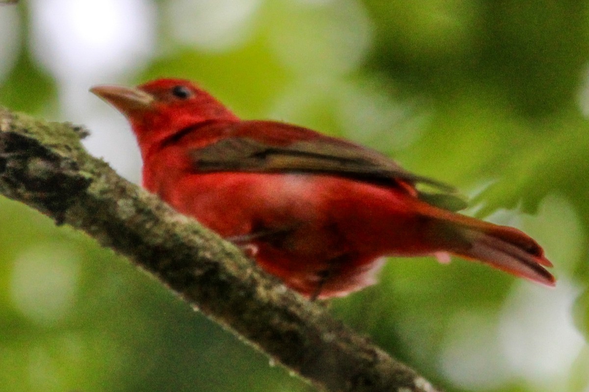 Piranga Roja - ML619683277