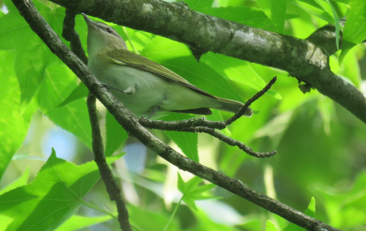 Kızıl Gözlü Vireo - ML619683281