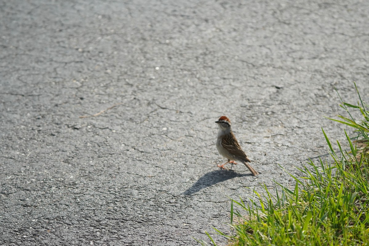 Chipping Sparrow - ML619683282