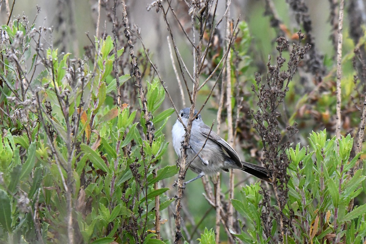 Perlita Californiana - ML619683310