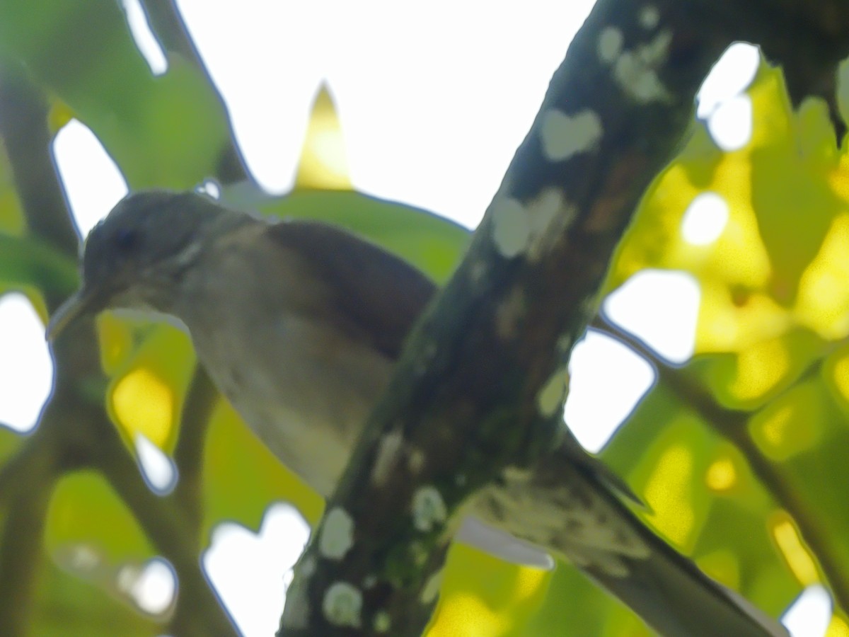 Pale-breasted Thrush - ML619683324