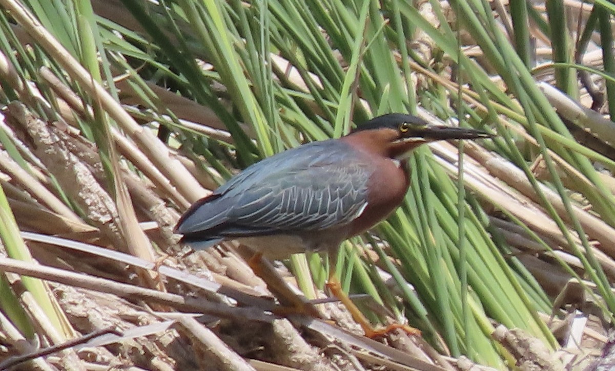 Green Heron - ML619683349