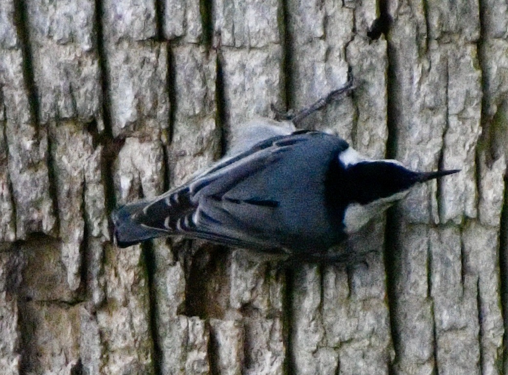 White-breasted Nuthatch - John/Linda Mendoza