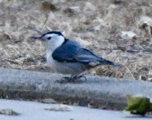 White-breasted Nuthatch - ML619683356