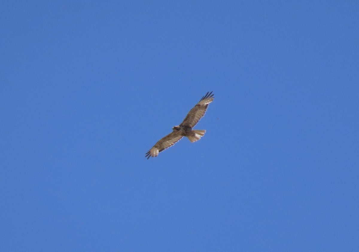 Red-tailed Hawk - ML619683364