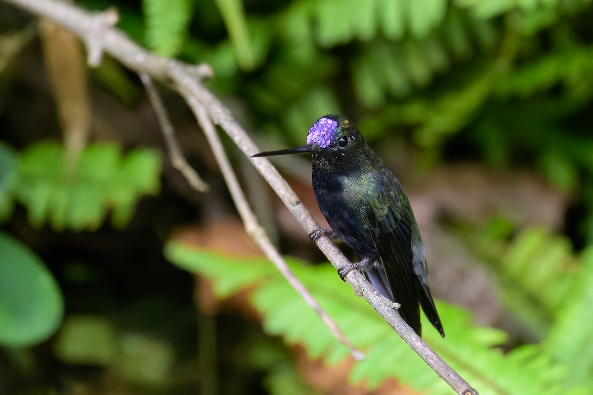 Blue-fronted Lancebill - ML619683368