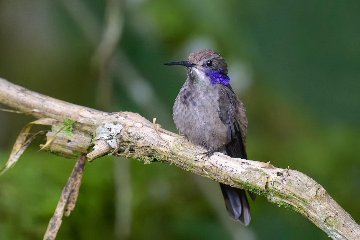 Colibrí Pardo - ML619683371