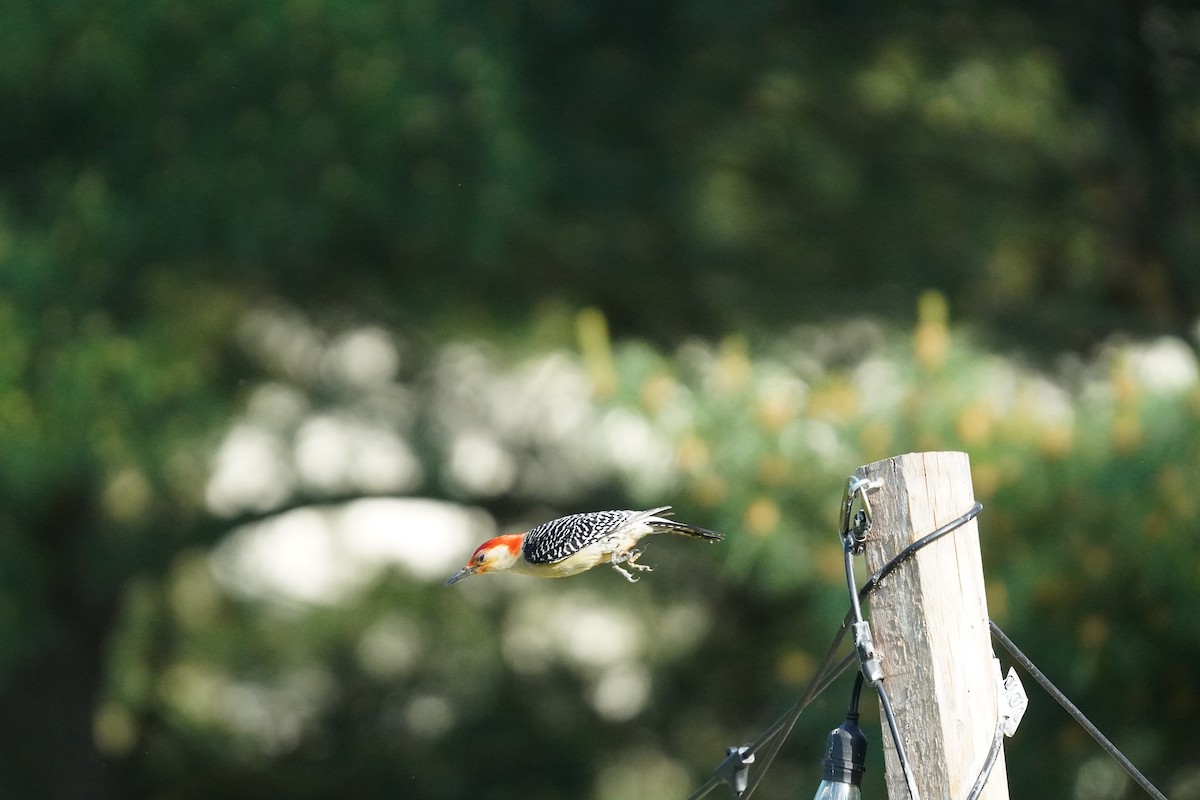 Red-bellied Woodpecker - ML619683372