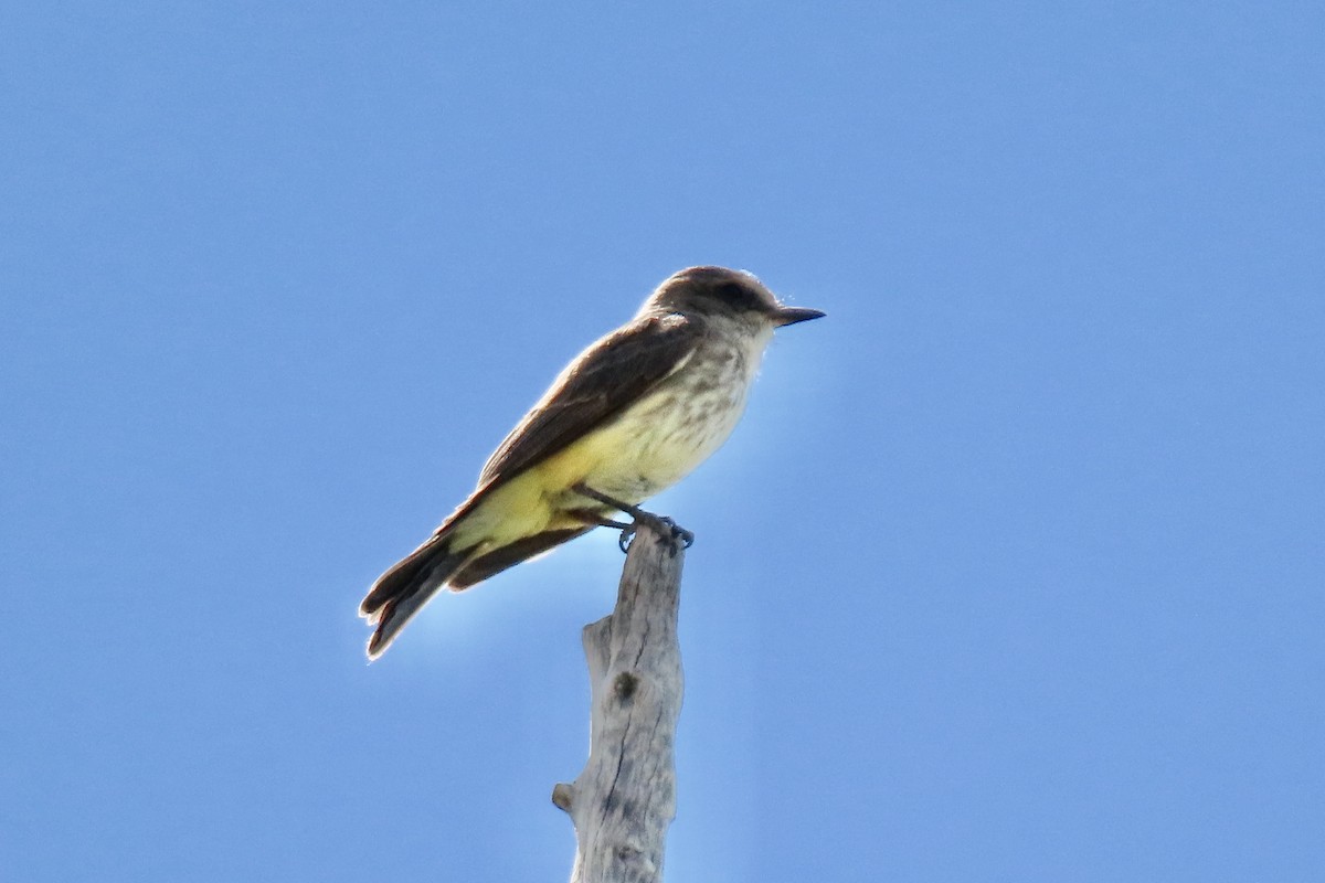 Vermilion Flycatcher - ML619683373