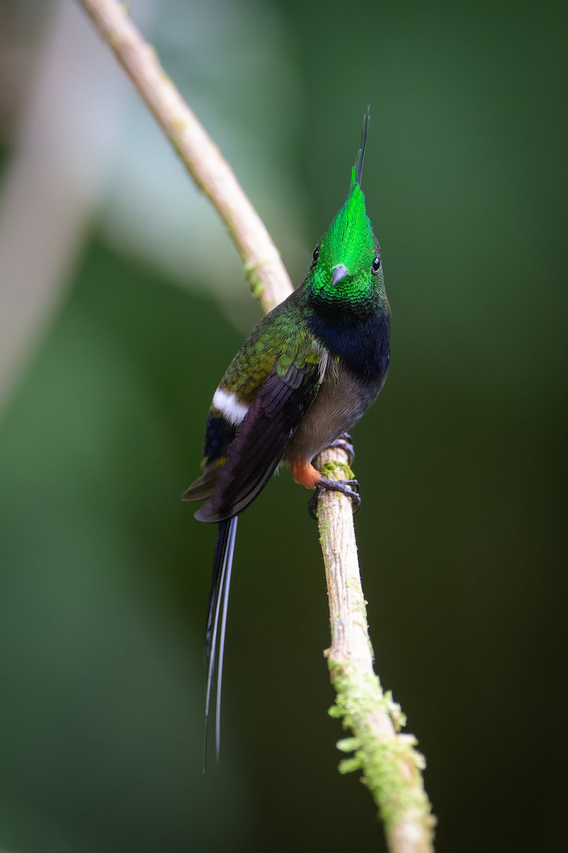 kolibřík ostrochocholatý - ML619683383