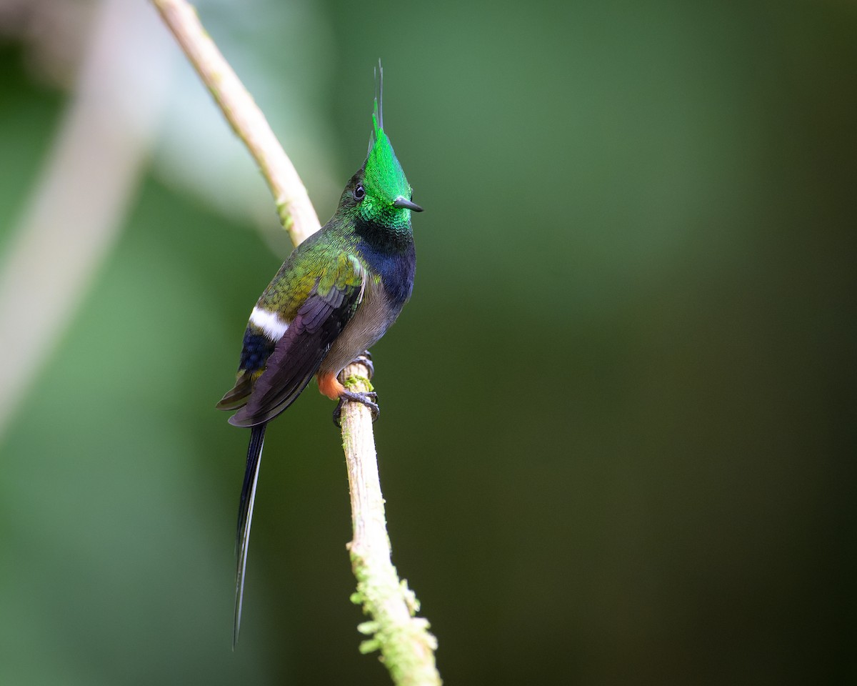 kolibřík ostrochocholatý - ML619683384