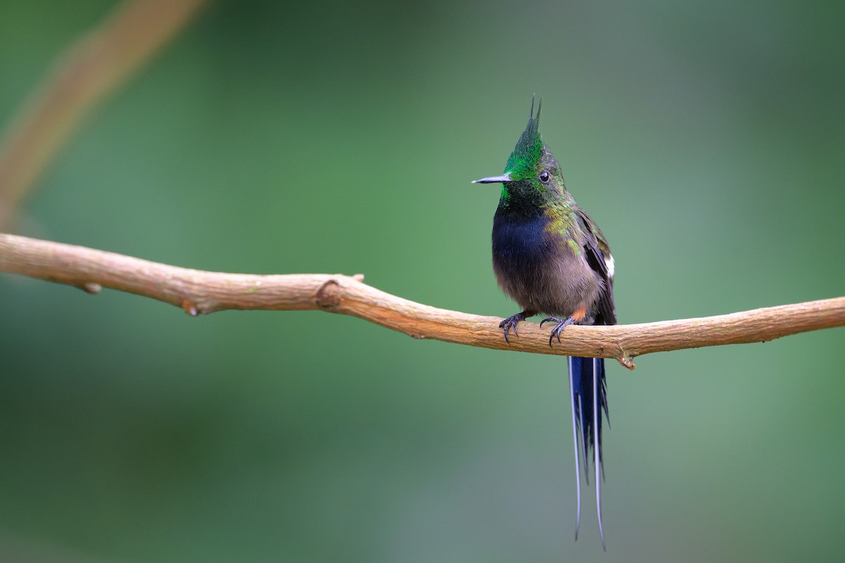 Wire-crested Thorntail - ML619683386