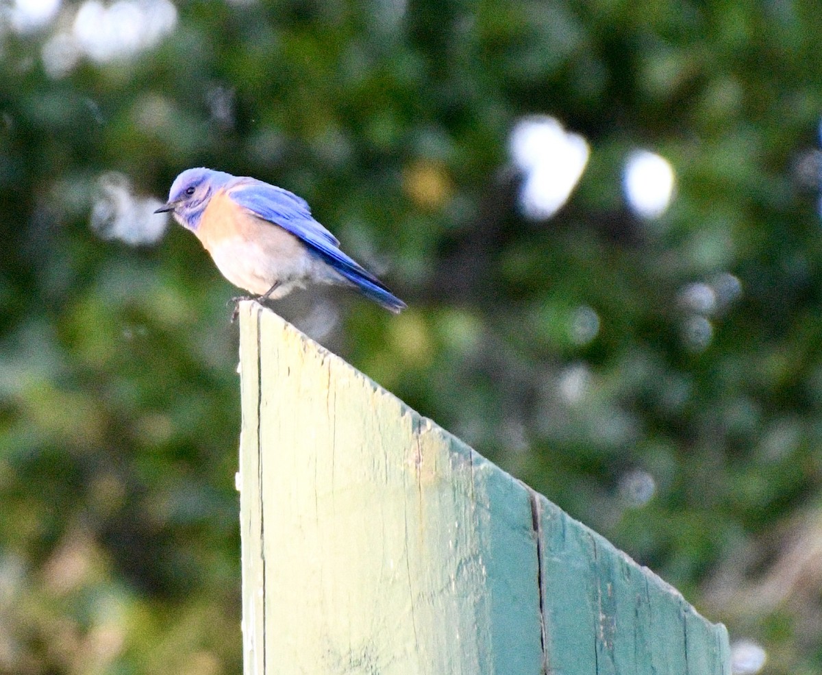 Western Bluebird - ML619683389