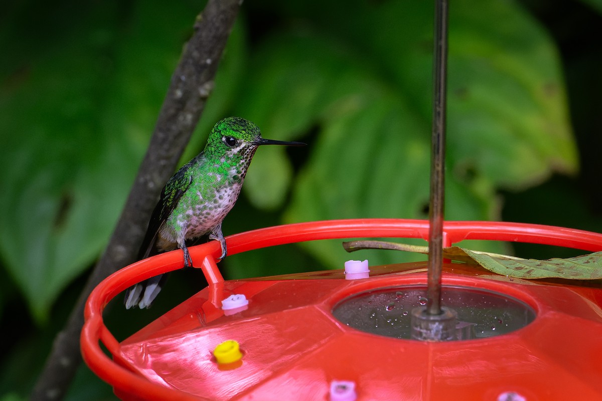 Colibrí Puntiblanco Oriental - ML619683412