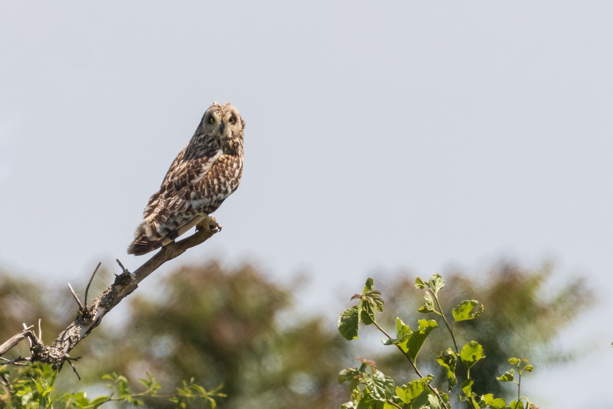 Short-eared Owl - ML619683435