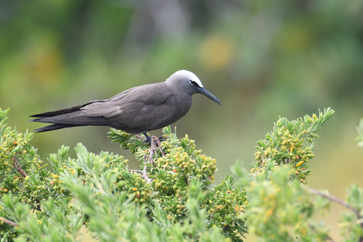 Brown Noddy - ML619683438