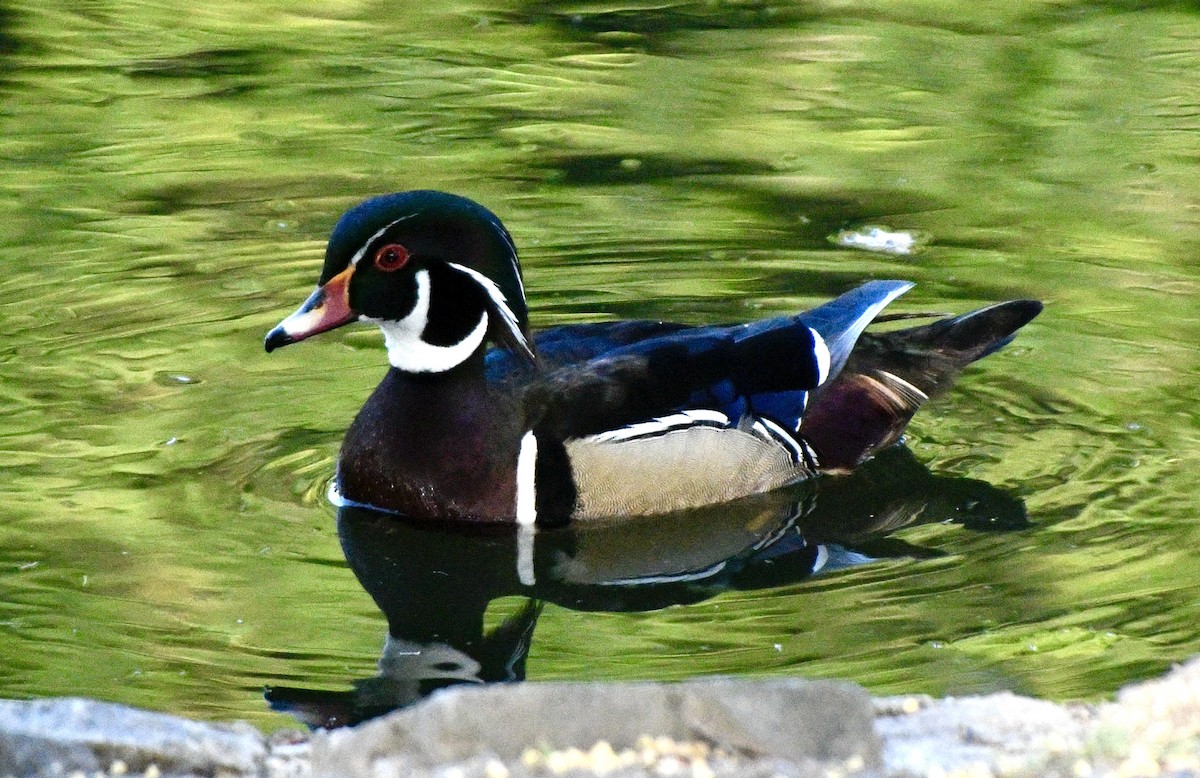 Wood Duck - ML619683441