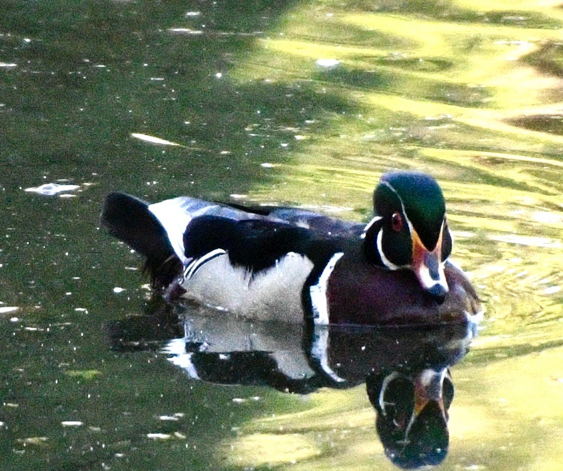 Wood Duck - ML619683442