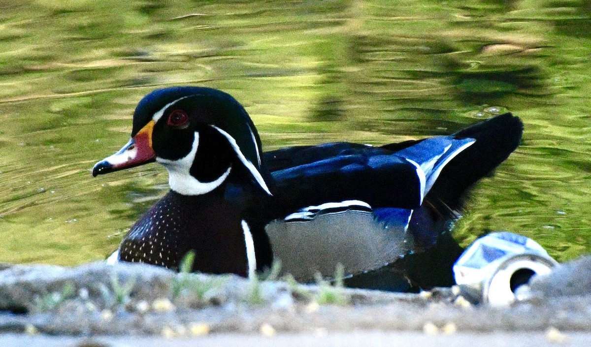 Wood Duck - ML619683443