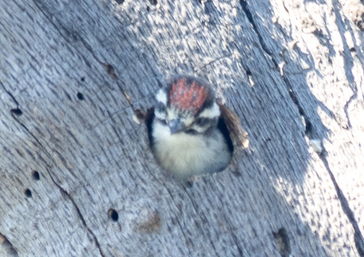 Nuttall's Woodpecker - ML619683444