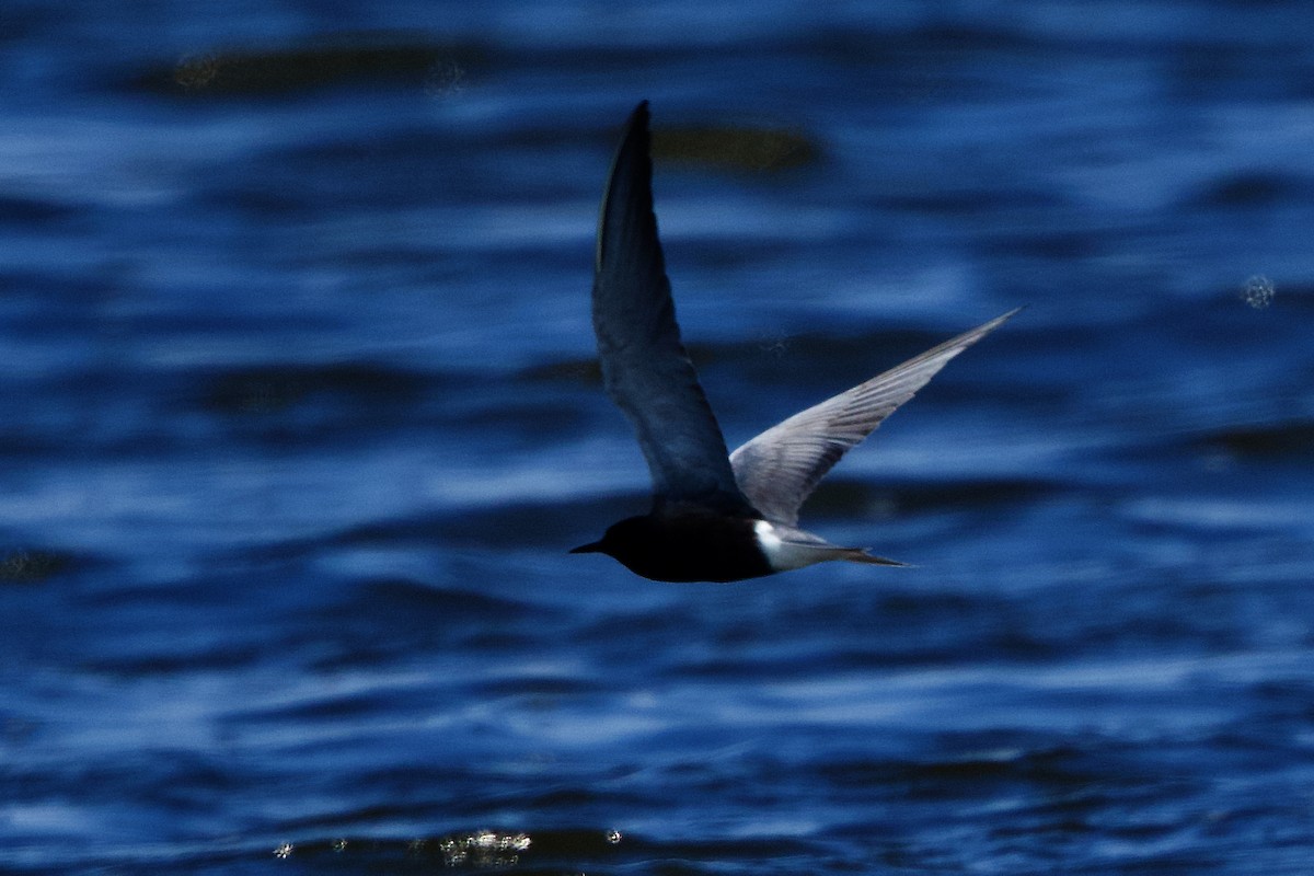 Black Tern - ML619683459