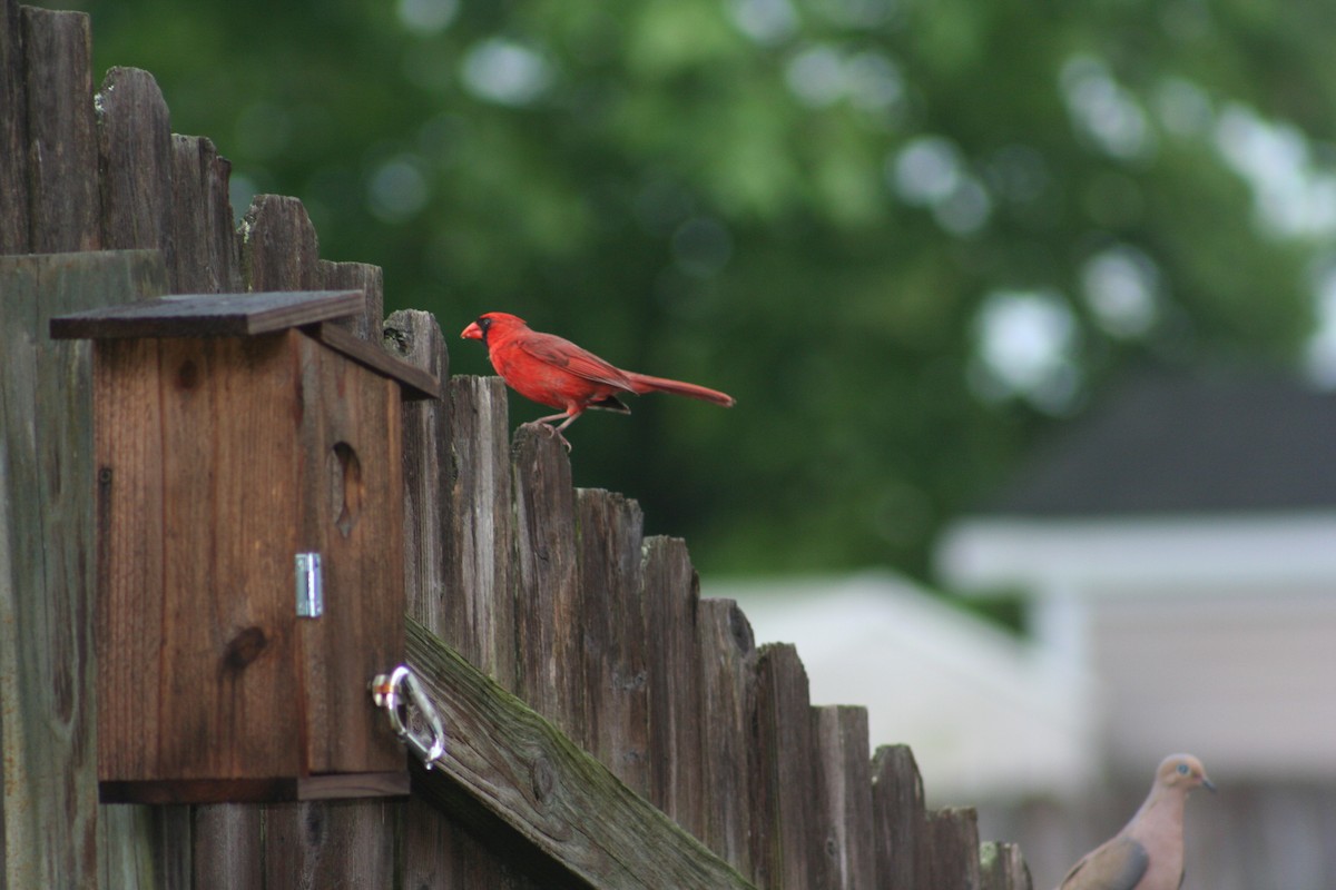 Northern Cardinal - ML619683462