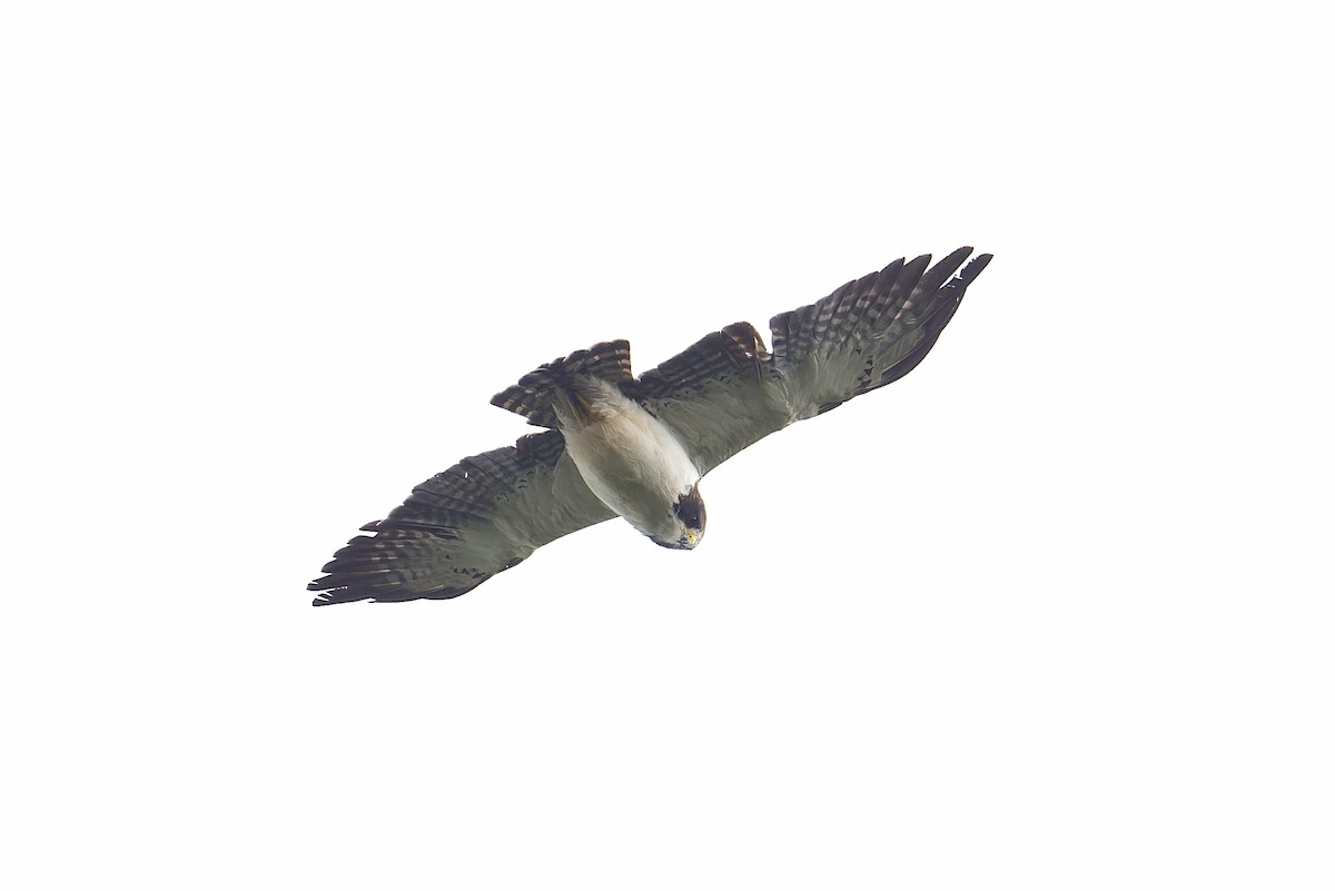 Short-tailed Hawk - ML619683489
