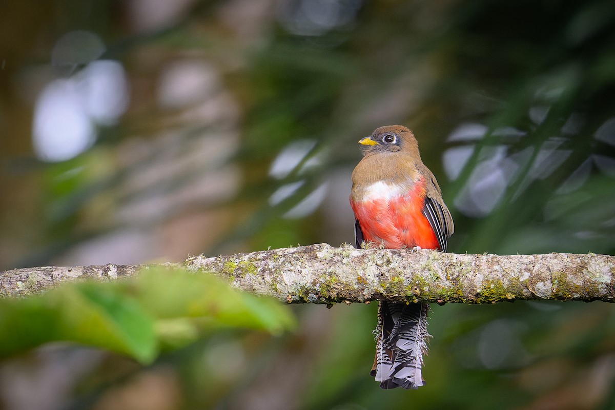 Collared Trogon - ML619683509