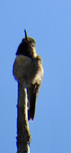 Broad-tailed Hummingbird - ML619683510