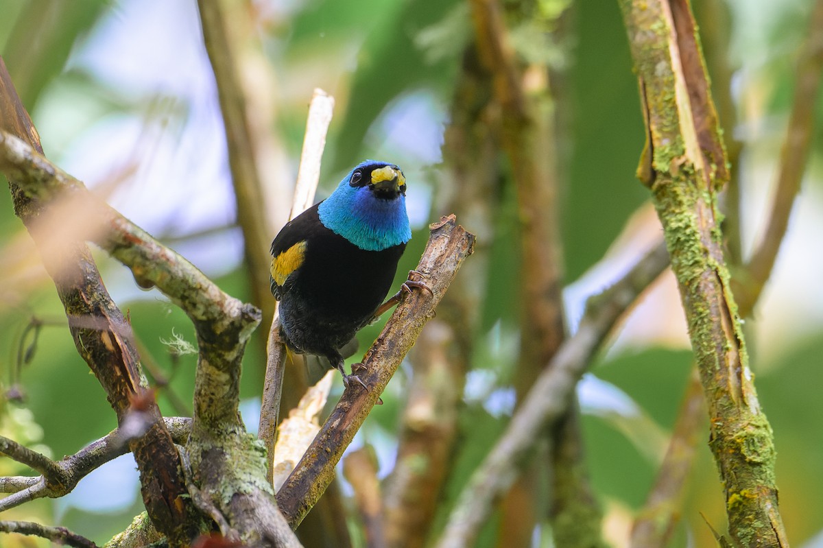 Blue-necked Tanager - ML619683514