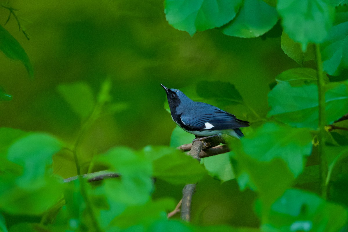 Black-throated Blue Warbler - ML619683520