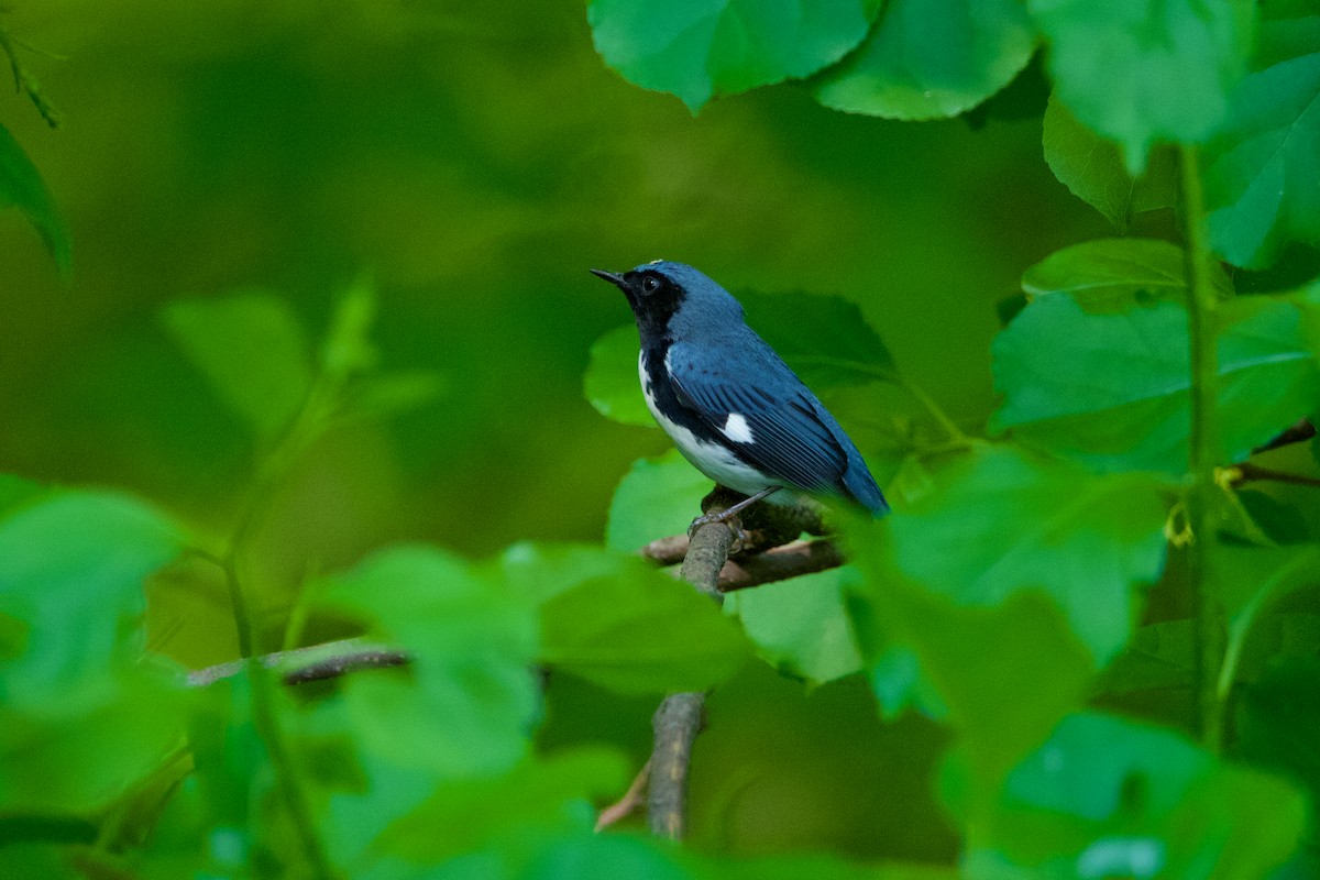 Black-throated Blue Warbler - ML619683523