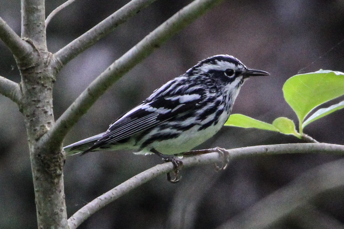 Black-and-white Warbler - ML619683530