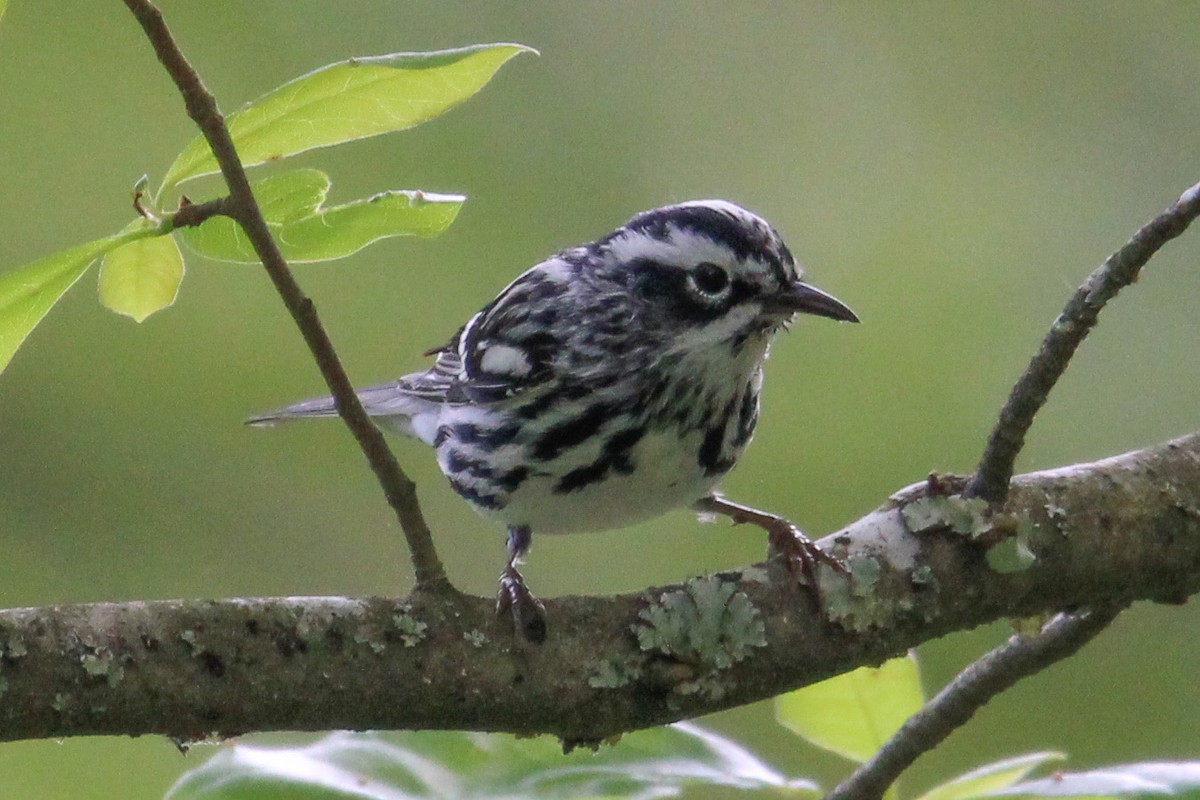 Black-and-white Warbler - ML619683531