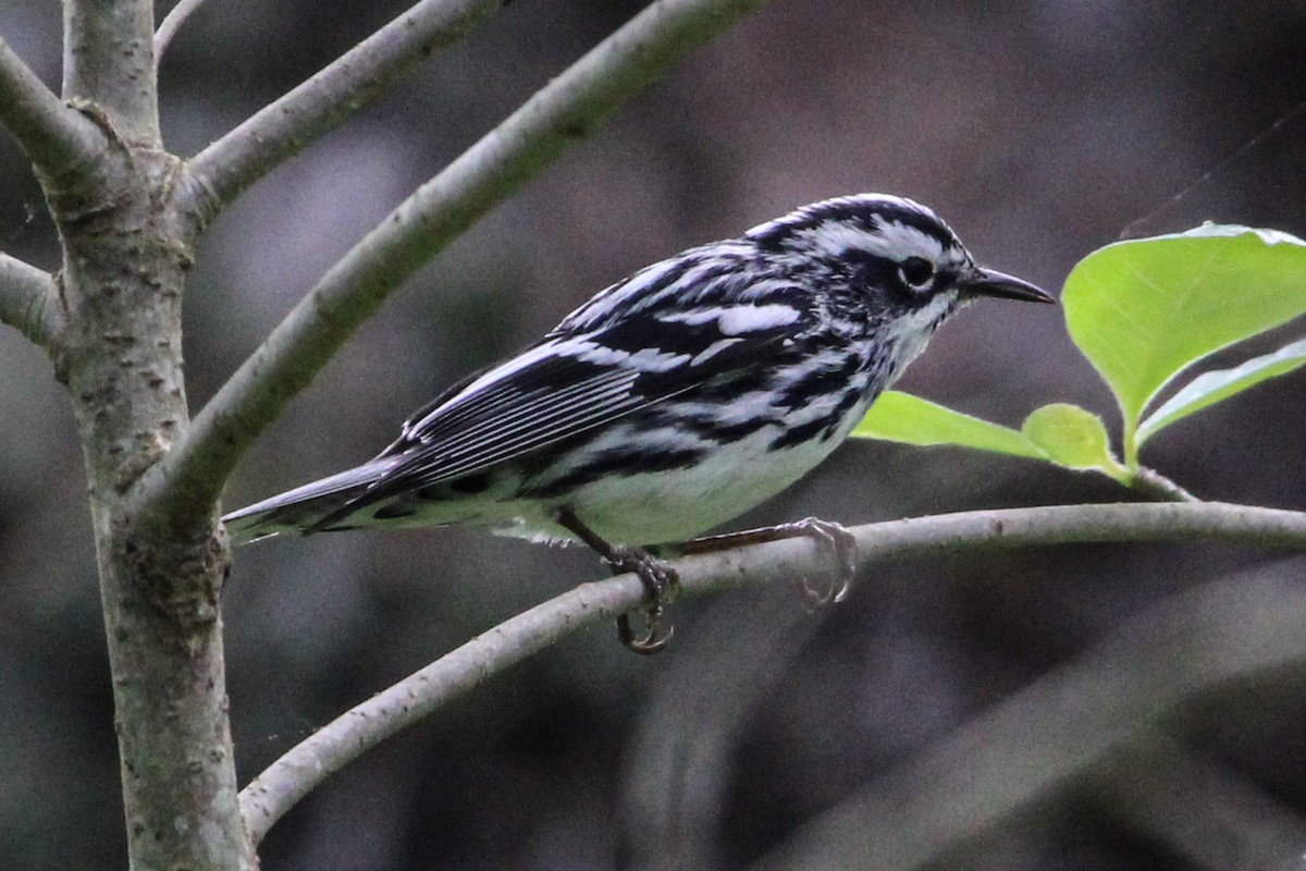 Black-and-white Warbler - ML619683532