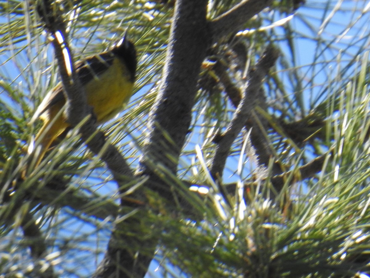 Oriole jaune-verdâtre - ML619683552