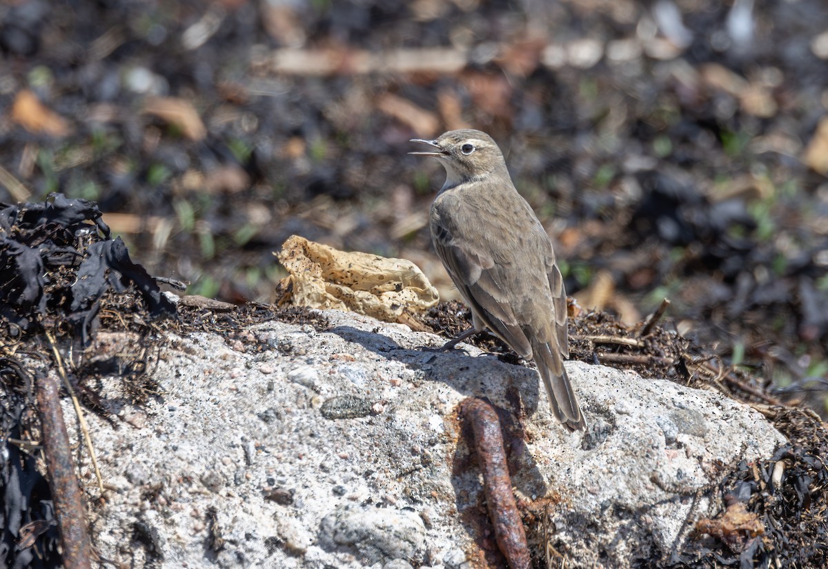 Pipit d'Amérique - ML619683595