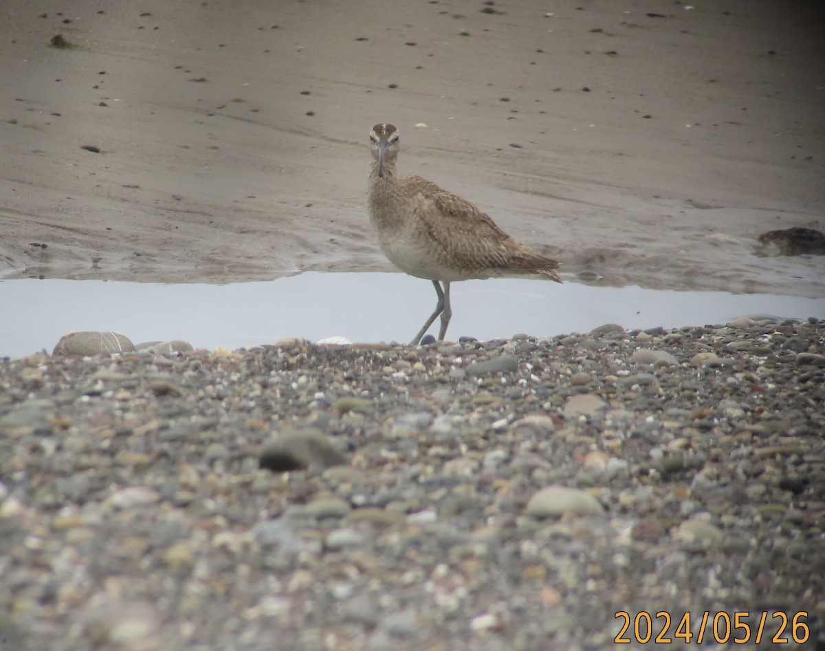 Whimbrel - ML619683626