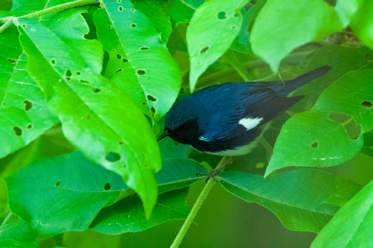 Black-throated Blue Warbler - ML619683628