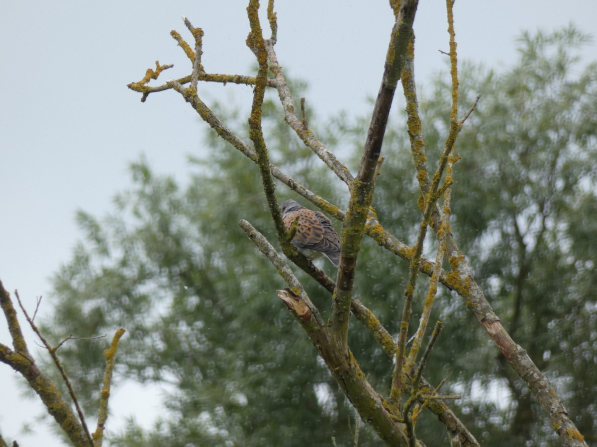 European Turtle-Dove - ML619683633