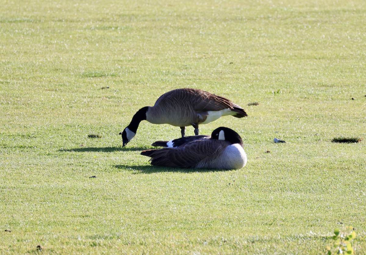 Canada Goose - ML619683636