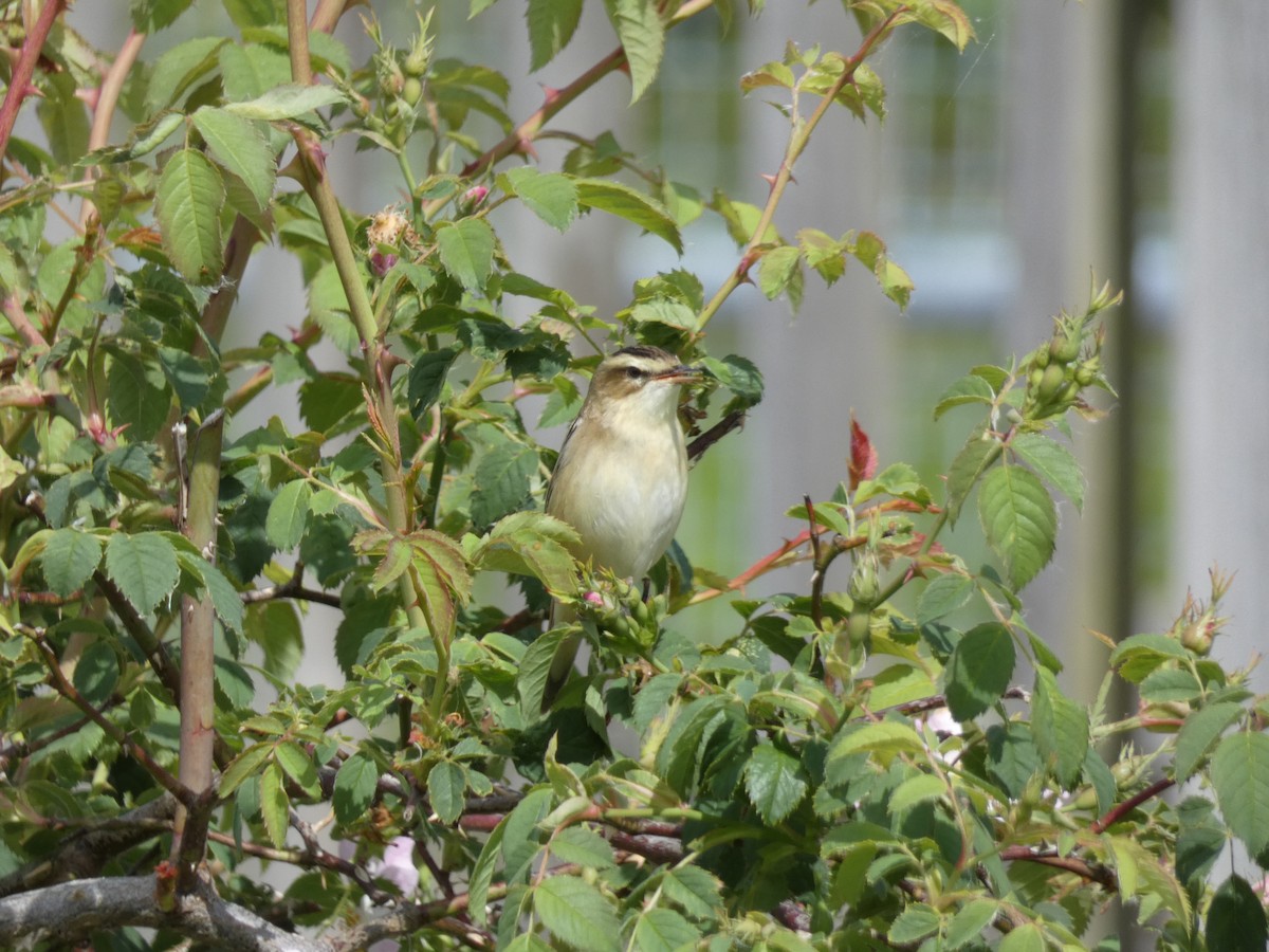 Sedge Warbler - ML619683644